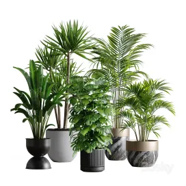 Indoor plant set